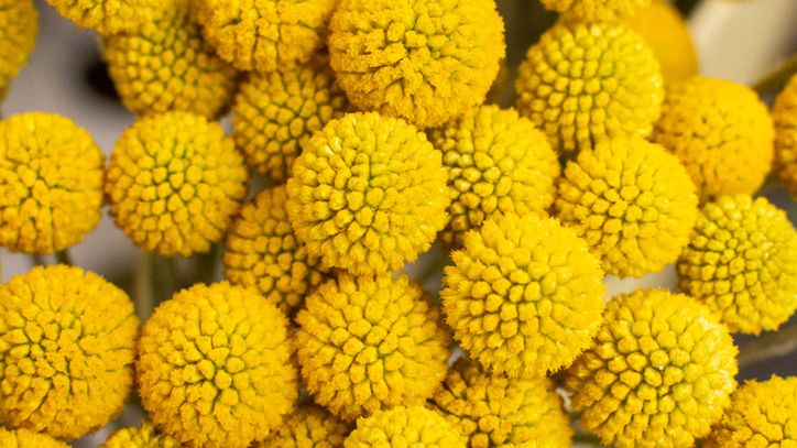 Odstrasza kleszcze, ale uważaj - może poważnie zaszkodzić