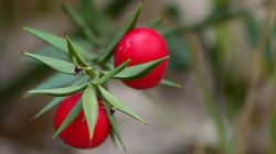 Ruszczyk kolczasty - wygląd, właściwości, działanie i zastosowanie