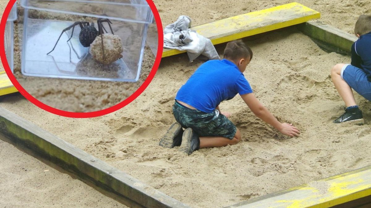 Pająki kątniki złapane w piaskownicy