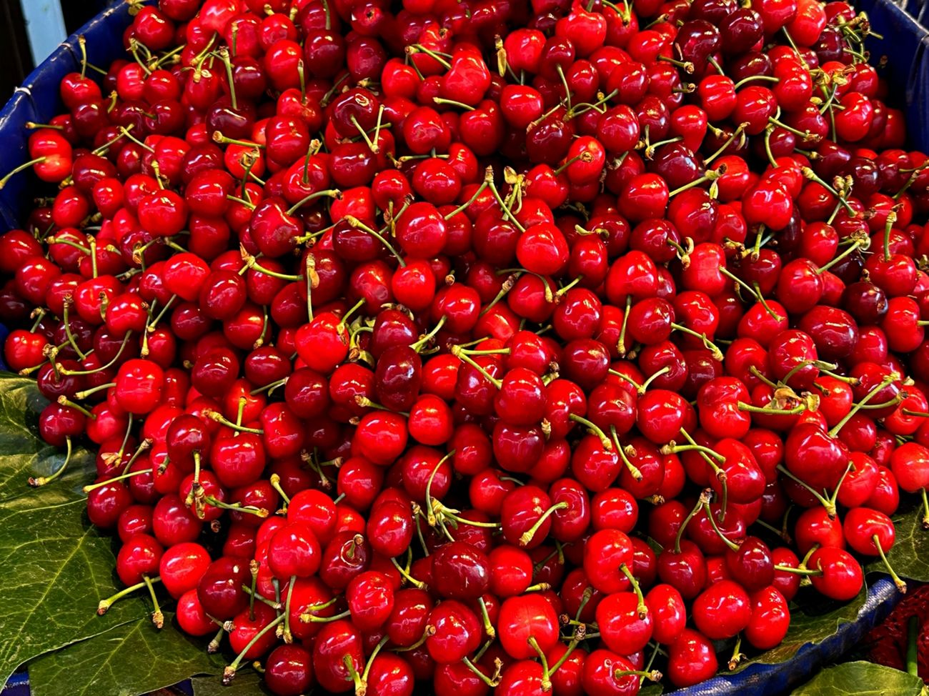 Czereśnie to pyszne i orzeźwiające owoce o szerokich właściwościach zdrowotnych