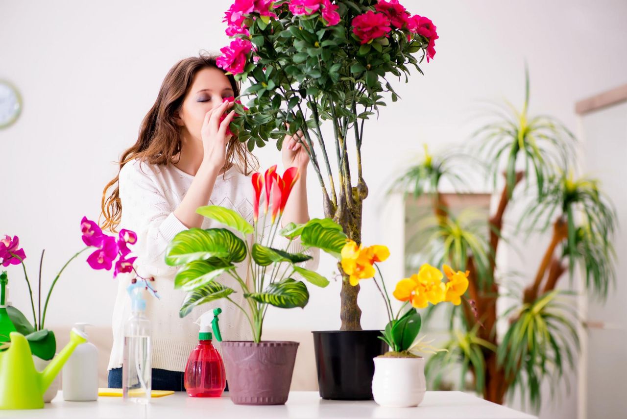 Czy storczyki mogą być szkodliwe? Przeczytaj, jeśli masz je w domu