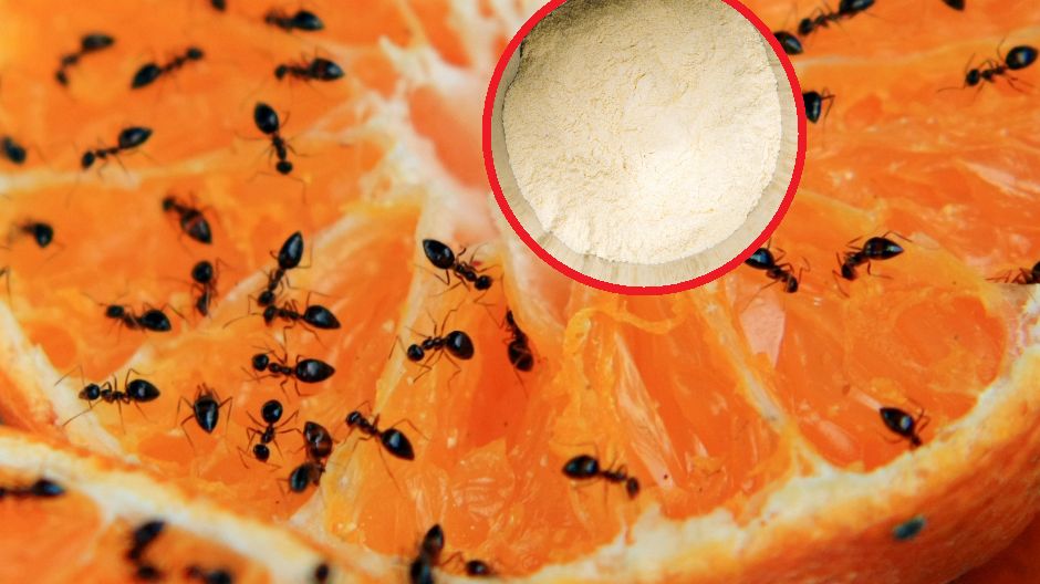 Jak pozbyć się mrówek?