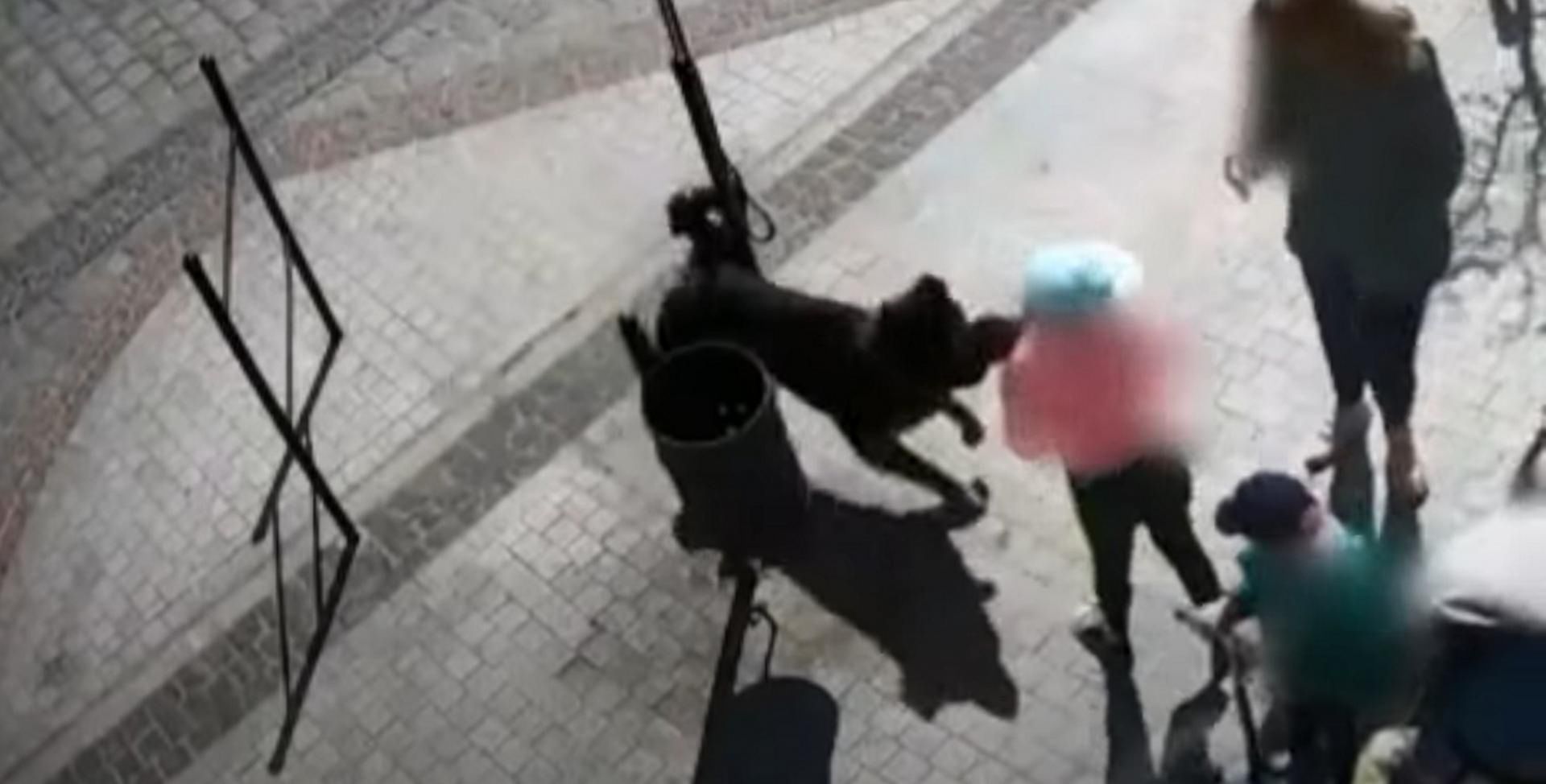 Pies zaatakował przechodniów