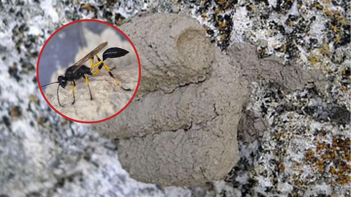 Gliniarz naścienny jest coraz częściej spotykany w dużych miastach.