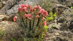 Hoodia - afrykańska roślina na odchudzanie