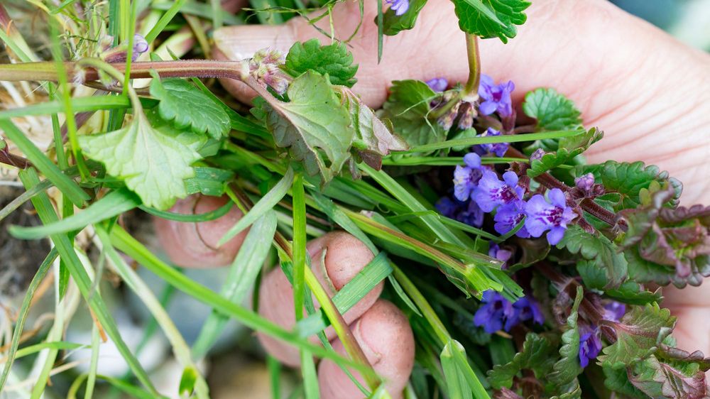 Niepozorny chwast o supermocy. Zbieraj właśnie teraz