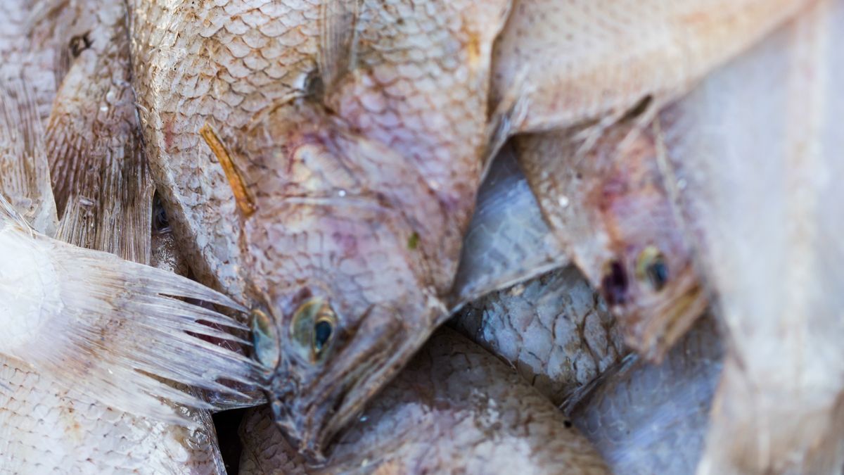 Sola zawiera niewiele kwasów omega-3