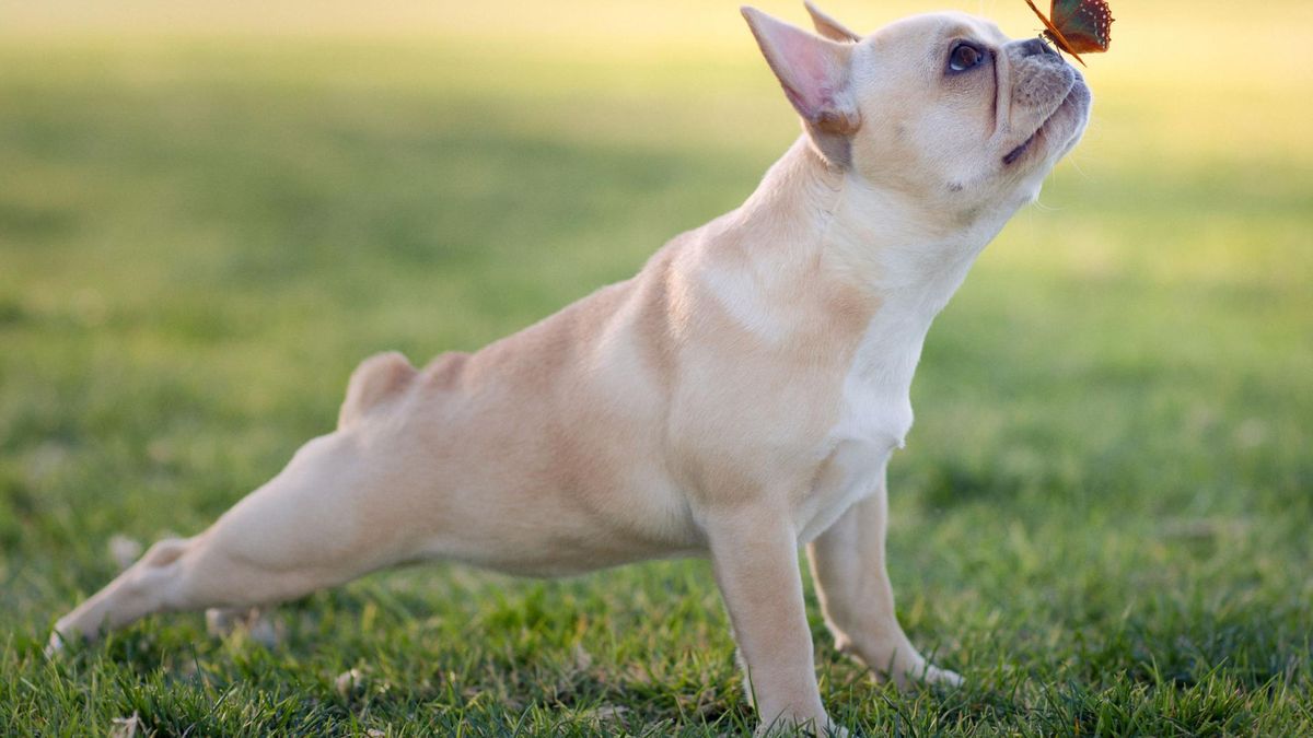 Buldog francuski to jedna z najpopularniejszych ras psów małych