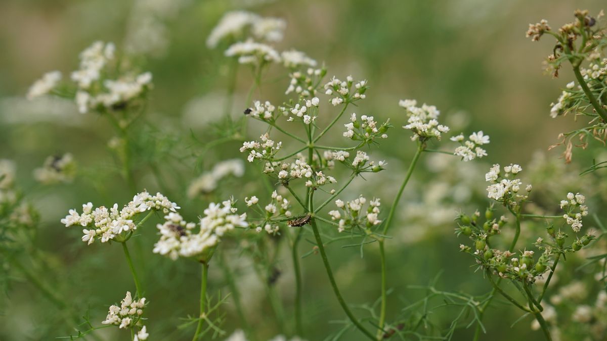 Kolendra siewna poprawia smak i zapach wędlin i marynat