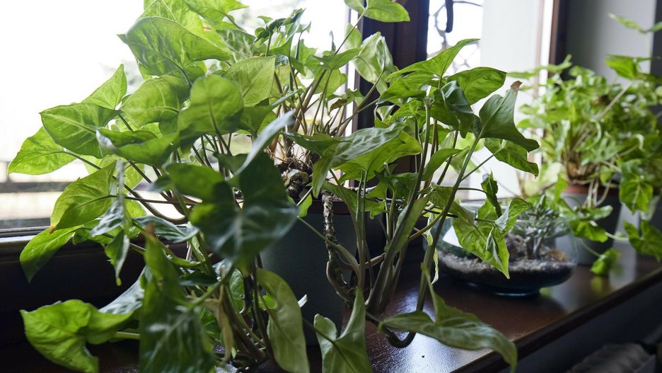 Toksyczne rośliny, które zdobią mieszkania. Lepiej unikać ich przy dziecku