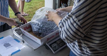 Coraz więcej zakażeń po spożyciu. Winne polskie borówki?
