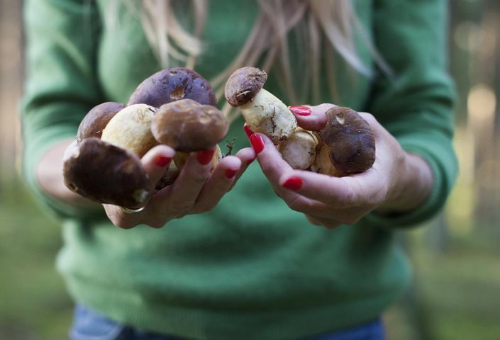 Opieńki to popularne grzyby jadalne, które mają znakomity i oryginalny smak.