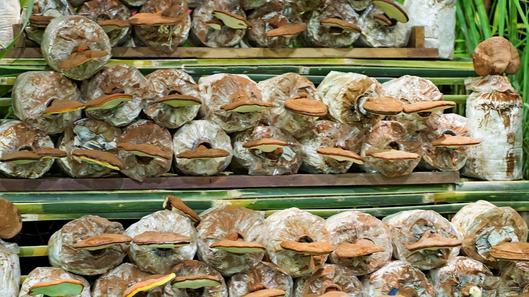 Grzyby do zadań specjalnych. Ujarzmią cholesterol i poprawią funkcjonowanie serca