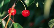 Wiśnia karłowata - charakterystyka, właściwości zdrowotne, przeciwwskazania