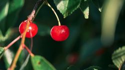 Wiśnia karłowata - charakterystyka, właściwości zdrowotne, przeciwwskazania