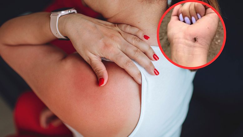 Latające kleszcze to plaga ostatnich lat