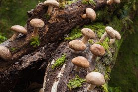 Grzyby shiitake – właściwości zdrowotne