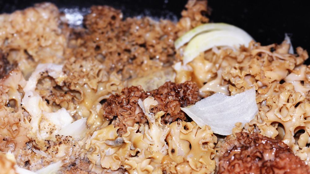 Siedzuń sosnowy – grzyb o niezwykłym smaku i właściwościach zdrowotnych