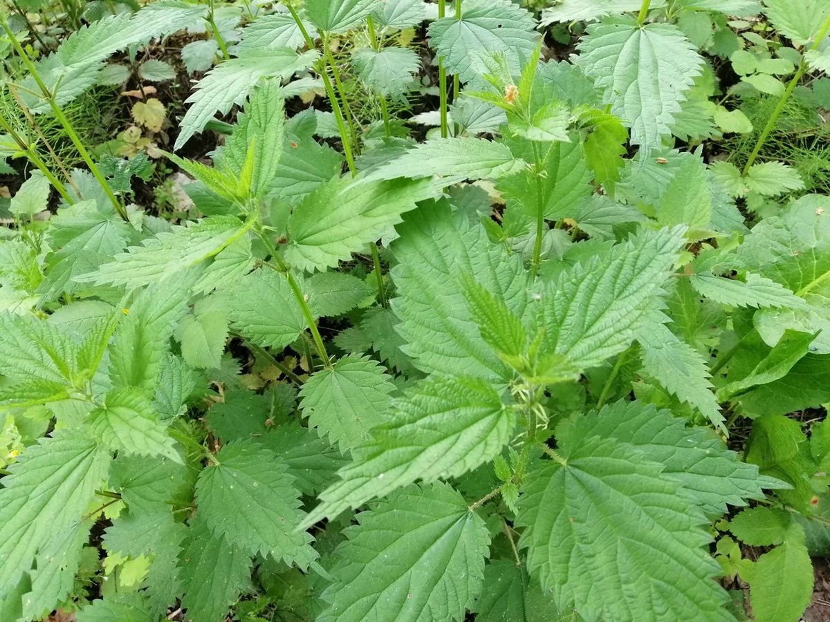 Kiedy najlepiej zbierać pokrzywę? 