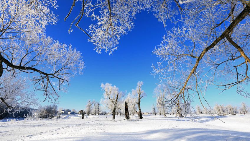 Mróz zabija roztocza