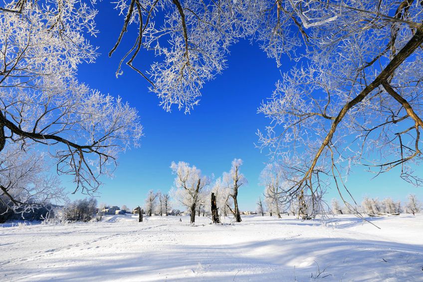 Mróz zabija roztocze