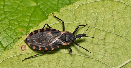 Pluskwiaki przenoszą groźną chorobę. W USA to plaga