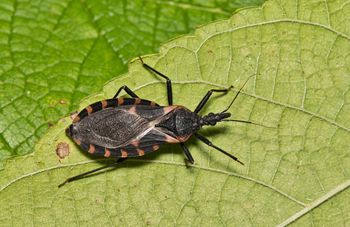 Pluskwiaki przenoszą groźną chorobę. W USA to plaga
