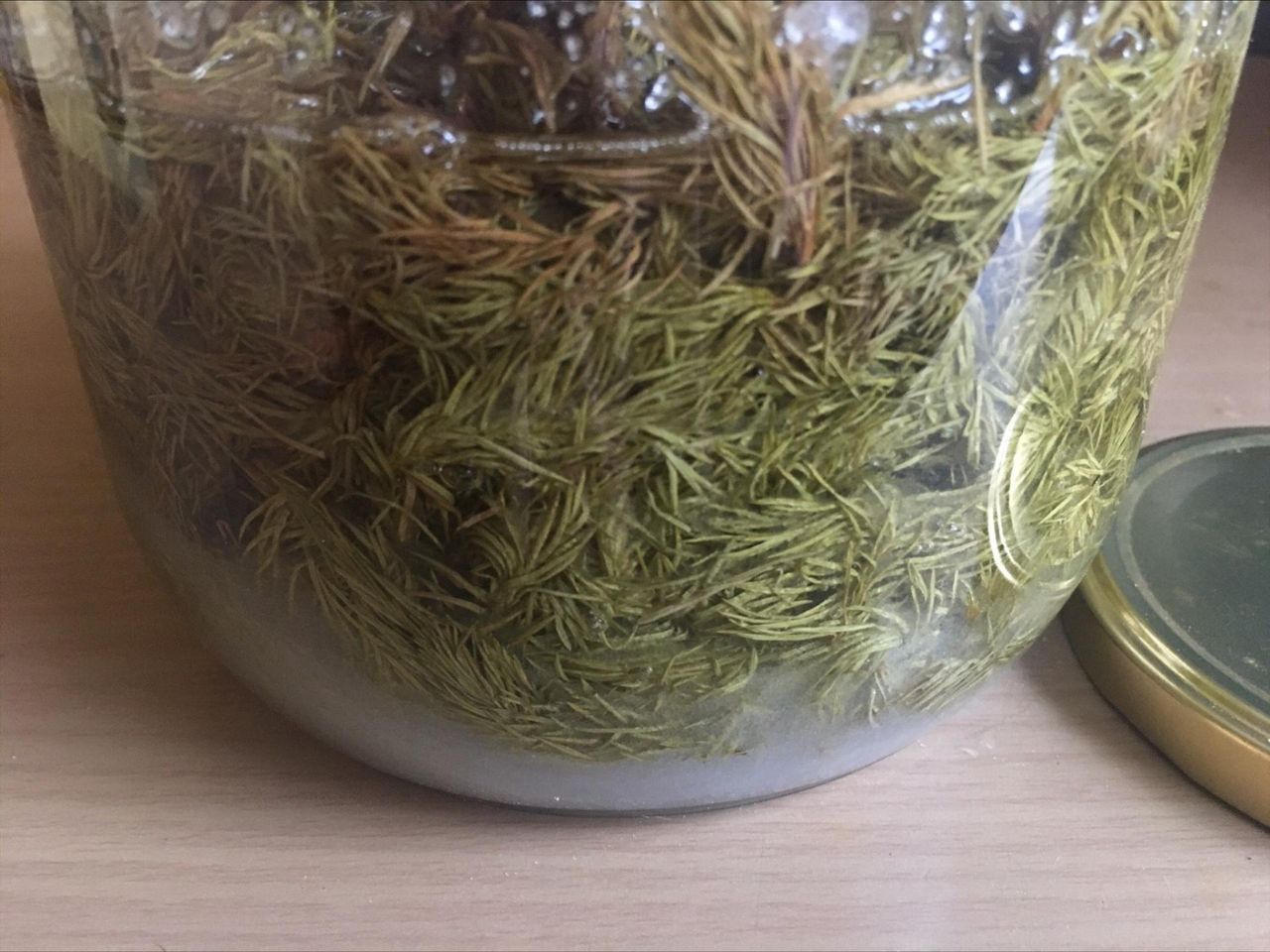 Domowy syrop na odporność i przeziębienie. Jeszcze zdążysz zebrać cenne pędy