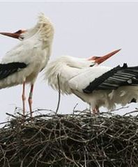Wracają żurawie, pojawiły się pierwsze bociany