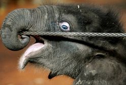 Mały cud w australijskim zoo