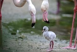 Sześciodniowy flaming z Hanoweru