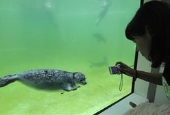 Porzucone foczki dorastają w nowym basenie