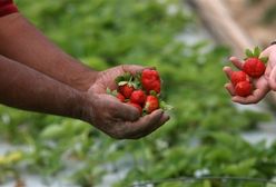 Polacy powiesili się na plantacji truskawek w Anglii