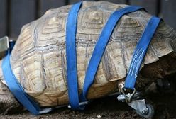 Żółw na kółkach