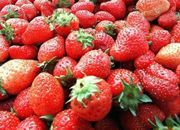 Są już pierwsze krajowe truskawki!
