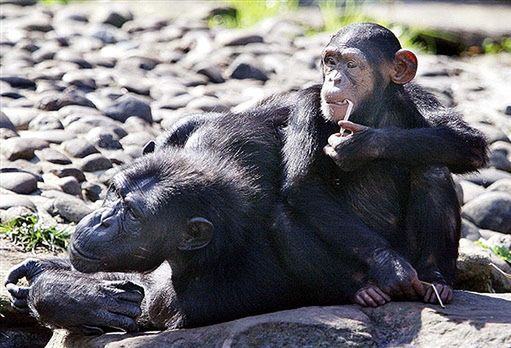 Zoo apeluje: nie gapić się na szympansy!