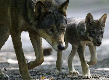Wilki w Małopolsce - ludzie boją się wchodzić do lasu