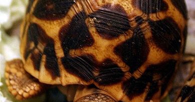 Stanie przed sądem, bo chciał sprzedać żółwia