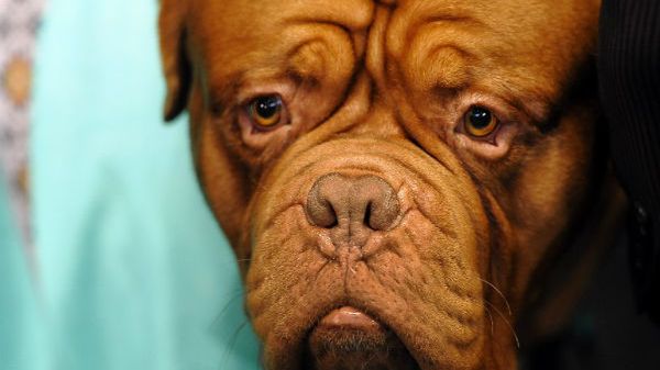 Przemytnicy wykorzystywali rasy dużych psów, takich jak Dog de Bordeaux