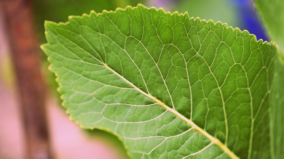 Liście chrzanu pomagają pozbyć się nadmiaru soli z organizmu