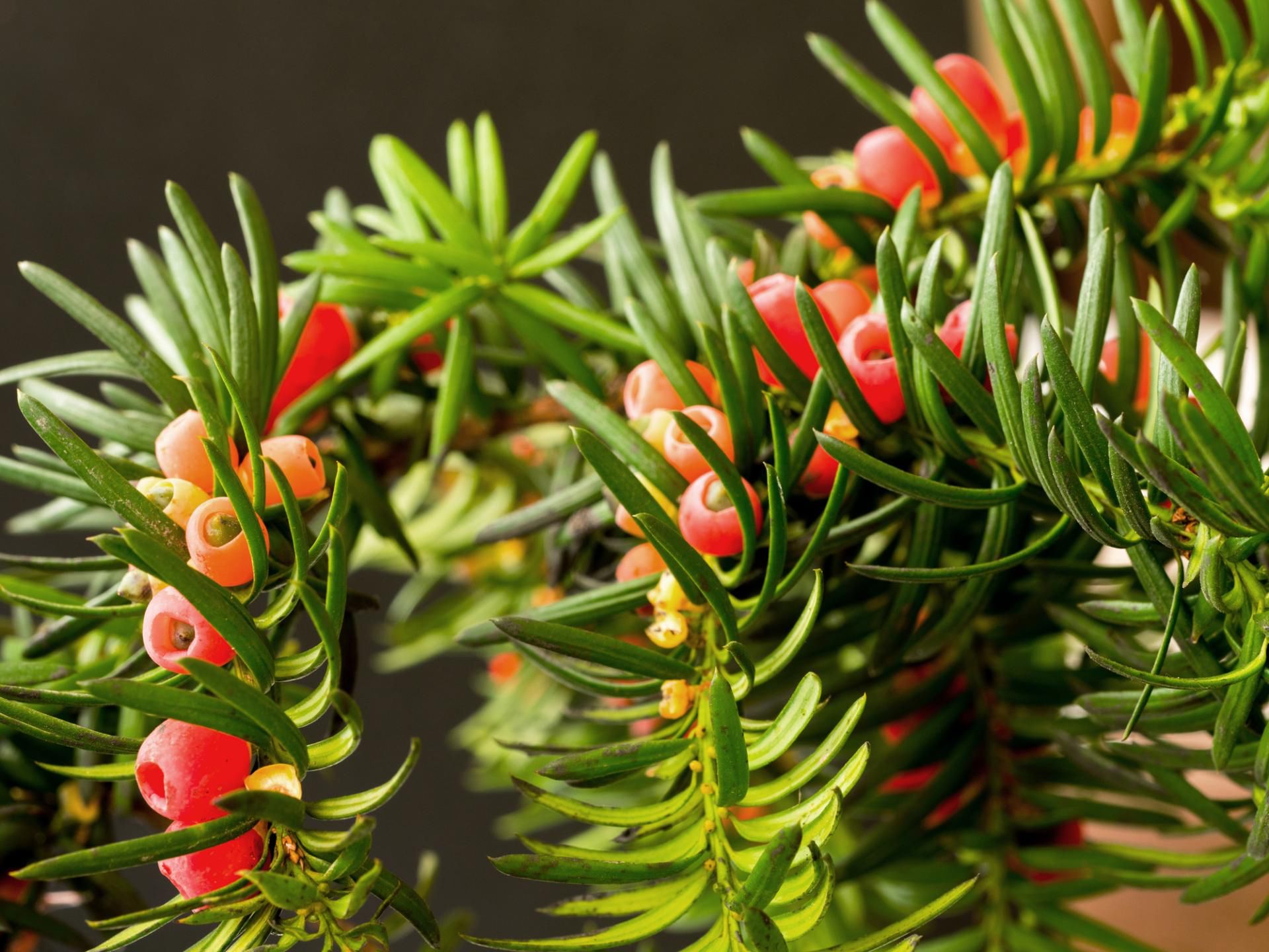 Nasiona cisu są toksyczne, ich zjedzenie może doprowadzić do zgonu