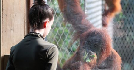 Karmiła dziecko piersią w zoo. Wzruszająca reakcja orangutanicy