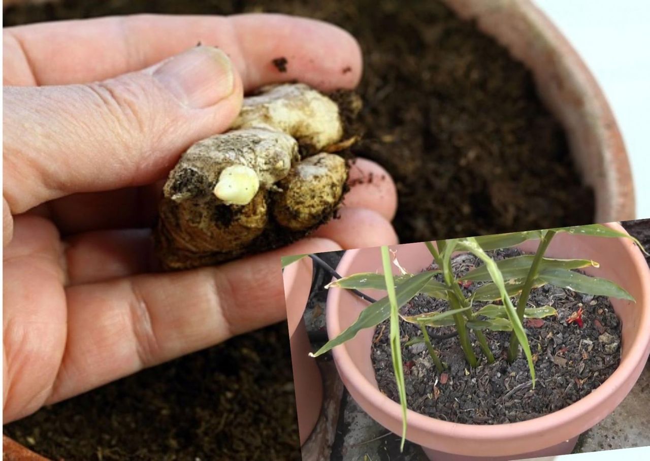 Właściwości imbiru. Możesz hodować go w doniczce (WIDEO)