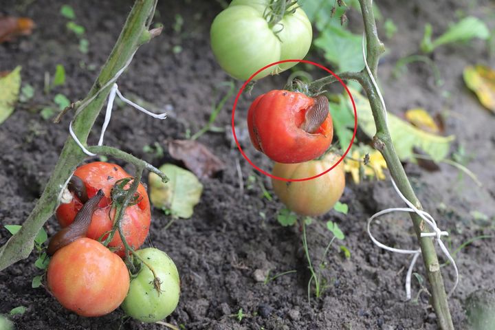 Plaga niebezpiecznych ślimaków. Stanowią zagrożenie zarówno dla zwierząt, jak i ludzi