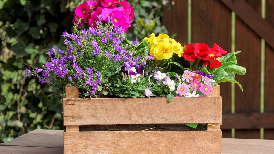 Rośliny pomogą nam zasnąć