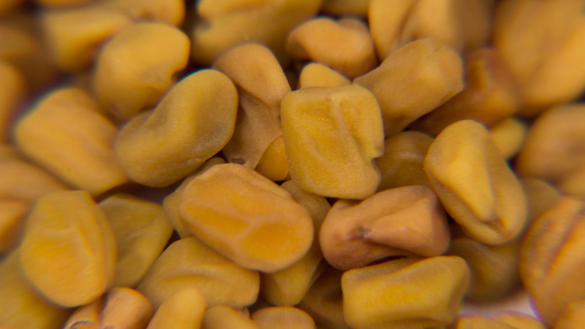 Regularne spożywanie kozieradki może również pomóc w utrzymaniu zdrowej masy ciała