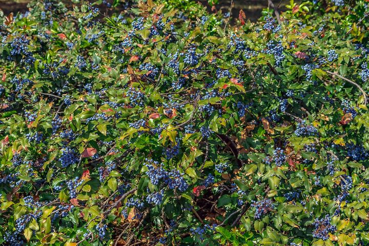 Mahonia to cenne źródło berberyny i witaminy C