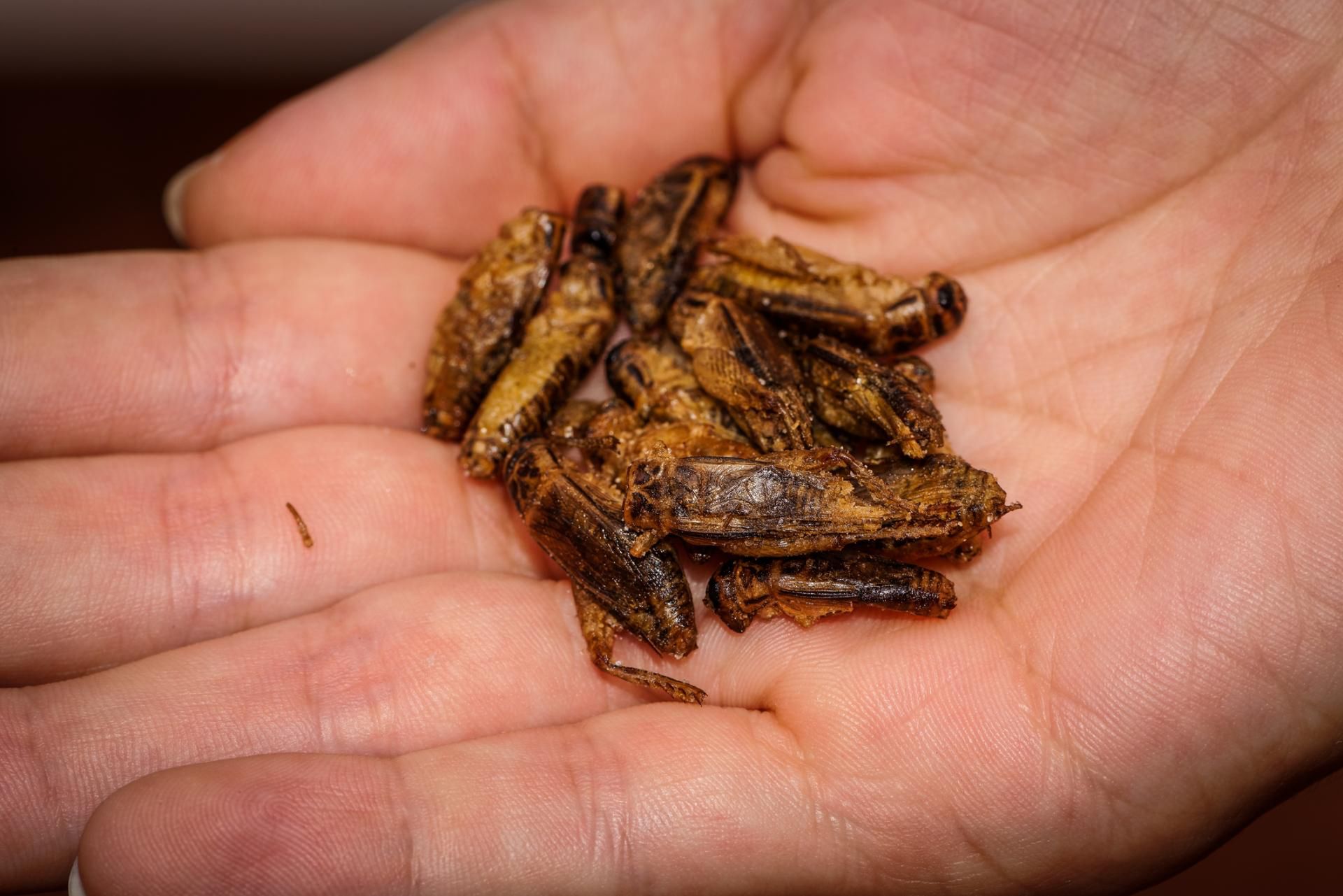 Czy owady to jedzenie przyszłości?