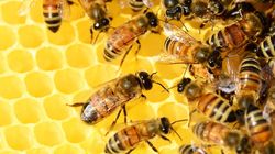 Sacharaza - charakterystyka enzymu, działanie, zastosowanie