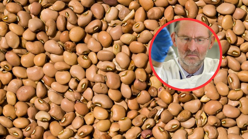 Znajduje się w bananach, ziemniakach i fasoli. Antyrakowy pokarm dla bakterii jelitowych